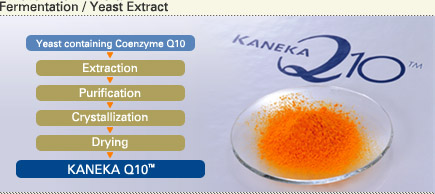 Fermentation / Yeast Extract